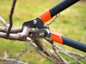 Правила за подрязване на ябълкови дървета през есента