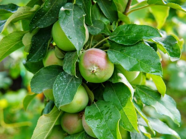 Regler för att plantera äppelträd i Ural