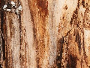 Причини за белене на кората на ябълково дърво