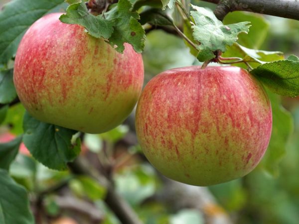 Saftiga och ömma äpplen