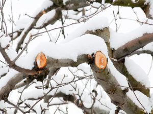 Regler för beskärning av äppelträd på vintern