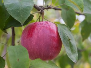 Växande äpple Florin