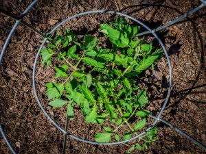Regler för plantering av tomater för plantor 2019
