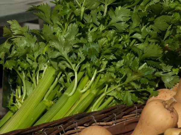Ujistěte se, že dodržujete pravidla pro zalévání celeru