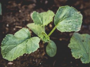 Aanplantregels voor komkommers in 2019