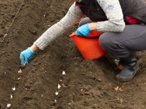 Regler för plantering av vitlök 2019