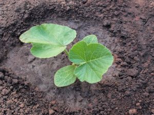 Výsadba dýňových semen a sazenic