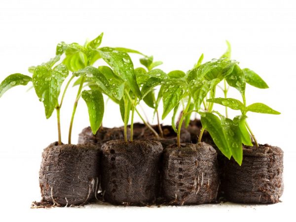 De opbrengst van planten is afhankelijk van de juiste aanplant.