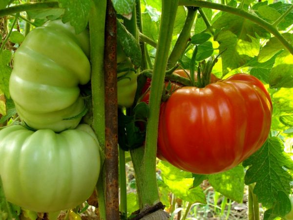 Grote en vlezige tomaten