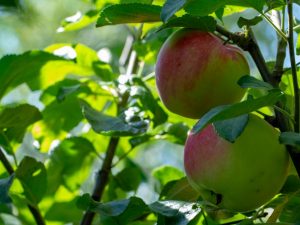 Beschrijving van de appelboom van Bayan
