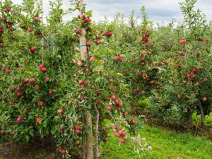 Kenmerken van het kweken van de Spartaanse appelboom
