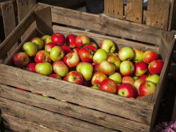 Äpplen används för att laga olika rätter.