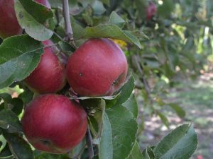Yesenia sloupovitá odrůda jablek