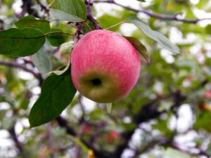 Beschrijving van de appelboom Krasa Sverdlovsk