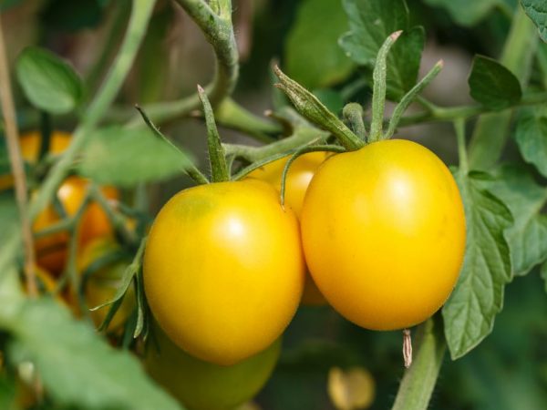 Tomaten moeten worden vastgebonden