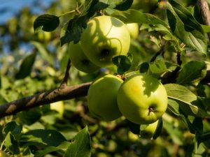 Kenmerken van het water geven van een appelboom op verschillende tijdstippen van het jaar