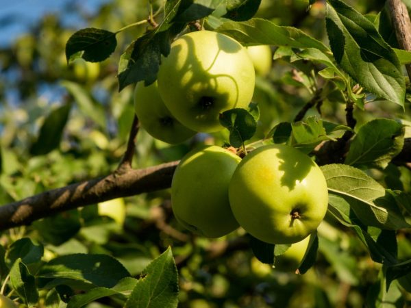 Funktioner av att vattna ett äppelträd vid olika tider på året