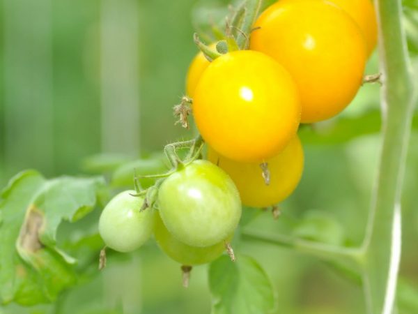 De beste tomatensoorten voor 2019