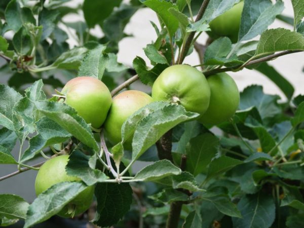 Under fruktmogningsperioden måste äppelträdet befruktas