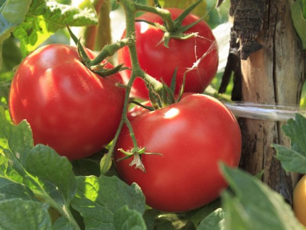 Los tomates necesitan un cuidado cuidadoso
