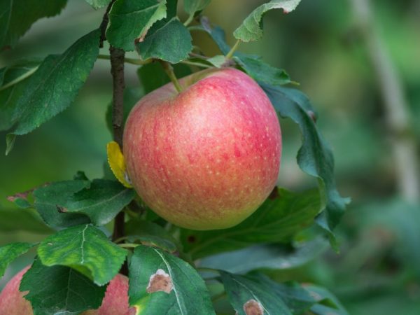 Äppelträd kräver ordentlig vård