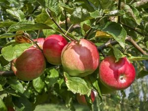 Varietal av Zhigulevskoe äppelträd
