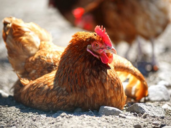Kuřata se navzájem infikují vzdušnými kapičkami