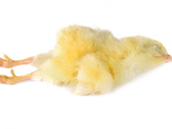 Příznaky marekovy choroby u kuřat