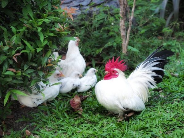 Chickens do not have very high egg production