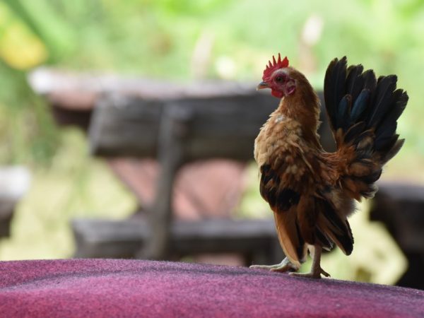 Popular dwarf chicken breeds