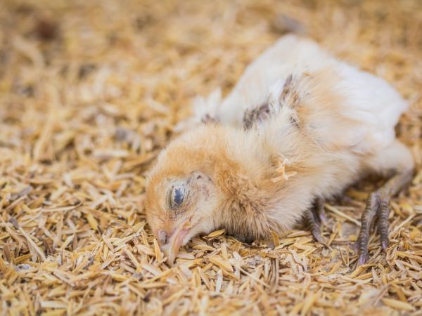 Léčba kokcidiózy u kuřat