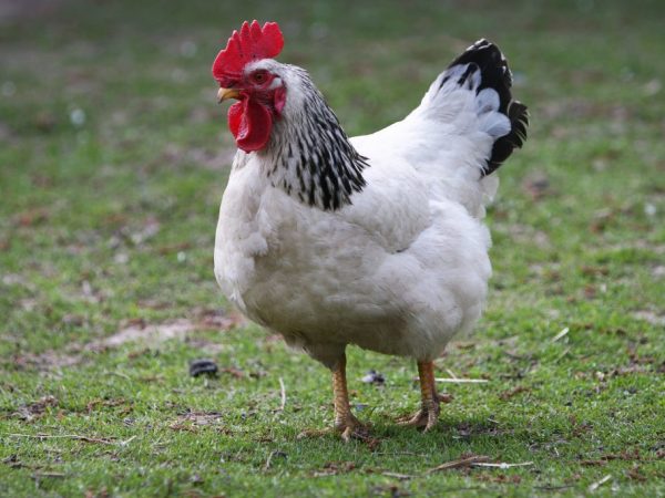 Krásná a nenáročná kuřata