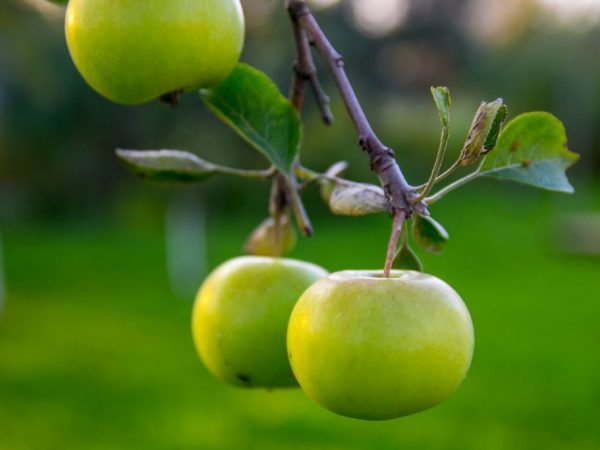 Fördelarna med gröna äpplen