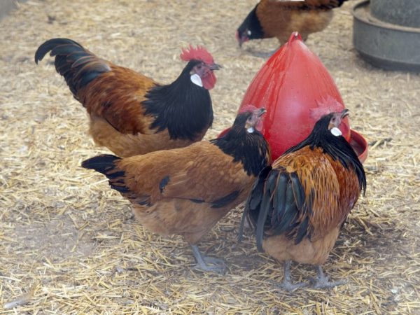 Plemeno Forverk - kuřata neobvyklé barvy