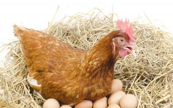 Populaire eierrassen van kippen