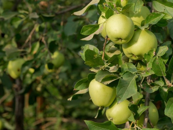 Äpplen från tidiga sorter måste bearbetas omedelbart