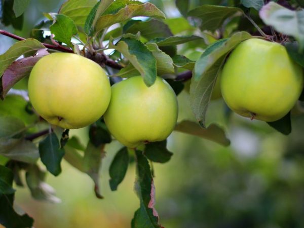 Frukterna av äppelträd av höstvarianter kan lagras färska under lång tid.
