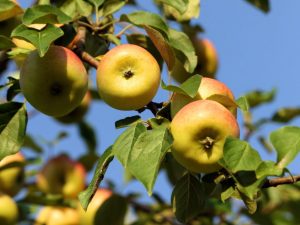 Vinterhärdiga äppelträd: de bästa sorterna