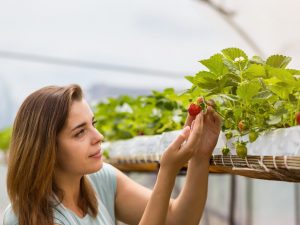 Matlagningssängar för jordgubbar på hösten - grundläggande regler