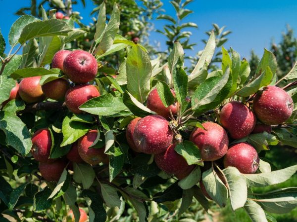 Odrůdy červených jablek: nejlepší odrůdy