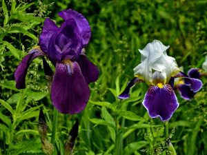 Irisuri - caracteristici ale transplantului de toamnă