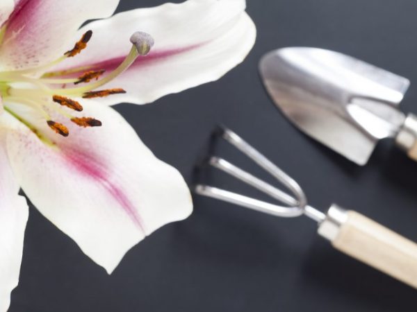 Transplantace lilie - je to možné na podzim