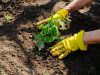Regeln für die Herbstpflanzung von remontanten Himbeeren - Schritt für Schritt Anleitung