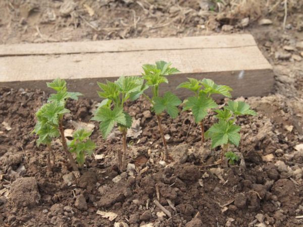 Propagation of currants by cuttings - rules and recommendations