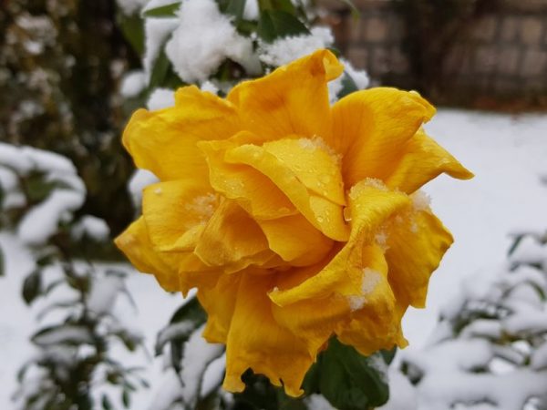 Acoperim trandafirii pentru iarnă în regiunea Moscovei - reguli și termeni