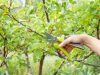 Abrikozen snoeien in de herfst - stap voor stap instructies