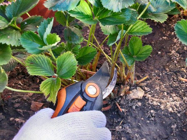 Autumn pruning of strawberries - schemes and recommendations