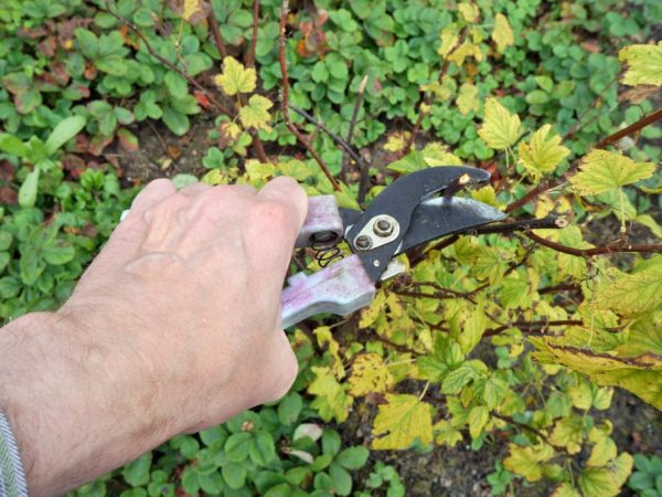 Ribizli metszése ősszel - alapvető szabályok