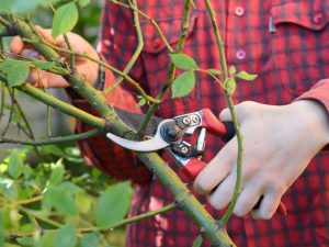 Höstbeskärning av en klätterros - vi ökar buskens dekorativa effekt