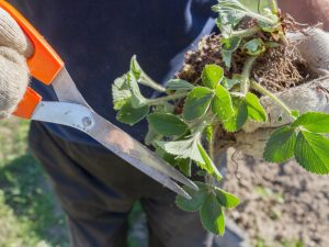 Hur man transplanterar jordgubbar på hösten - grundläggande regler